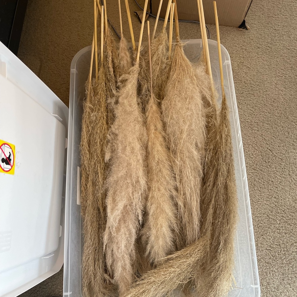 Pampas Grass